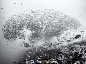 "Specialists are people who always repeat the same mistak... by Stefan Follows 